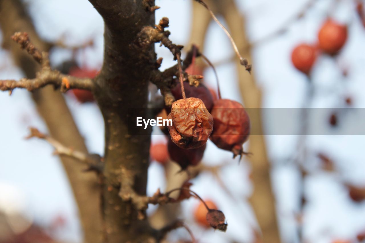 CLOSE-UP OF FRUIT ON TREE