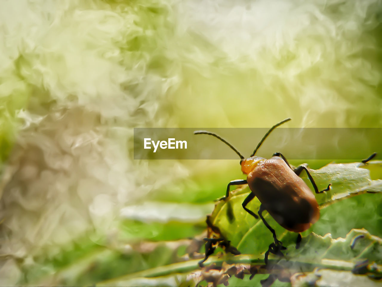 CLOSE-UP OF GRASSHOPPER