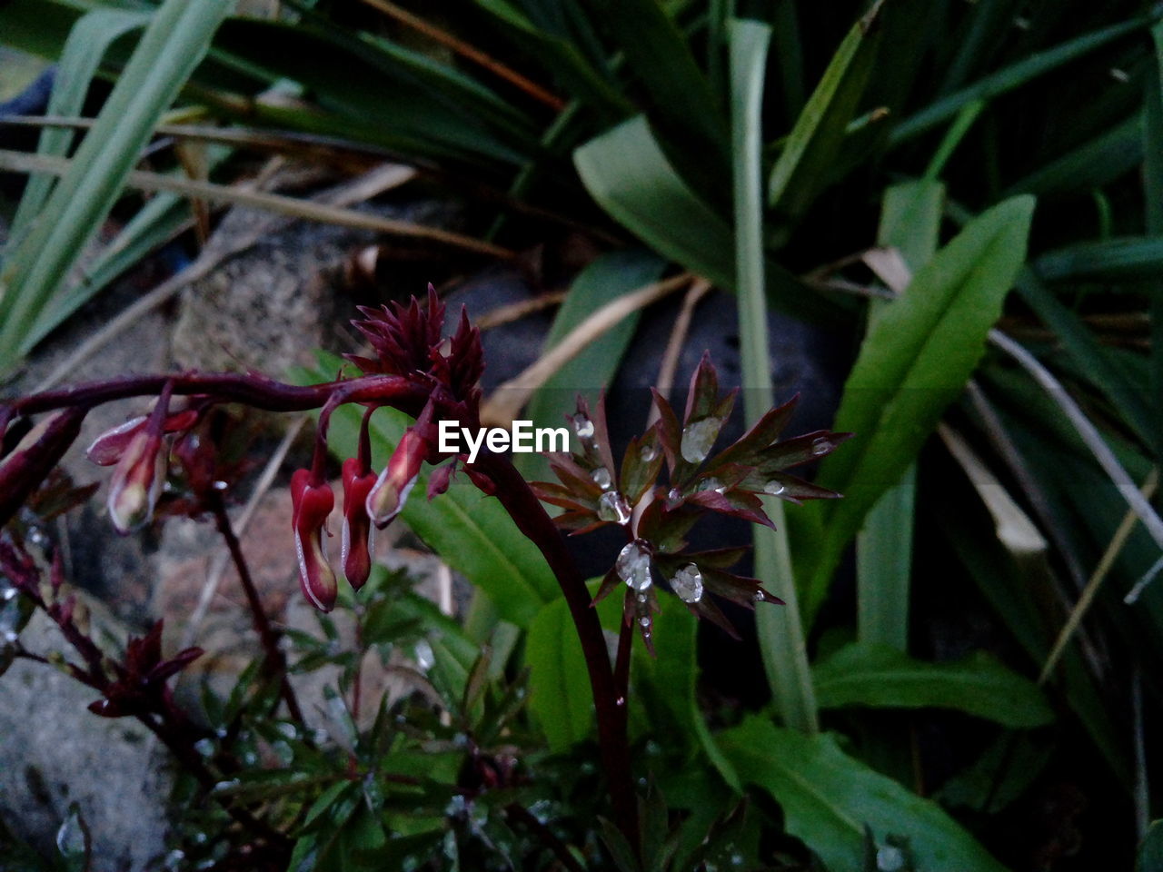 CLOSE-UP OF PLANTS