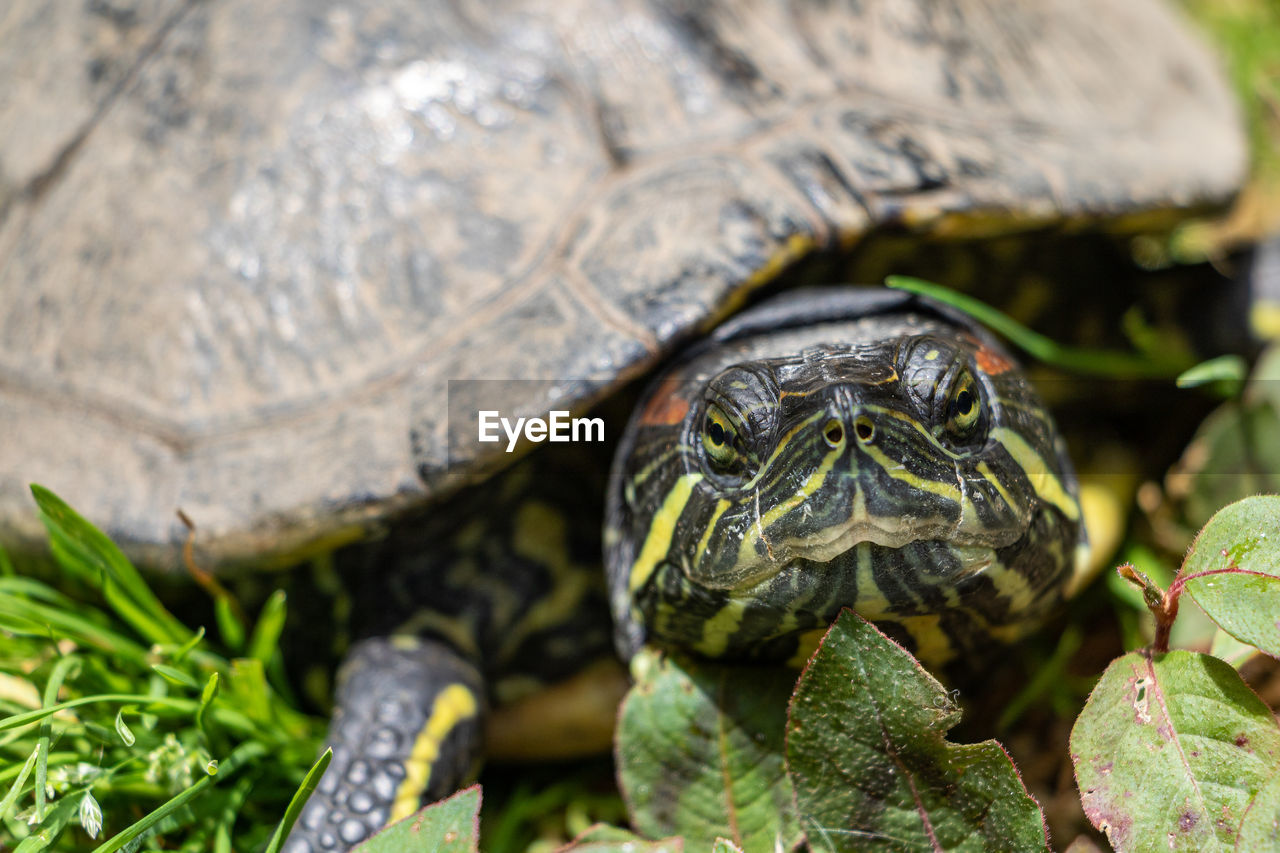 close-up of turtle