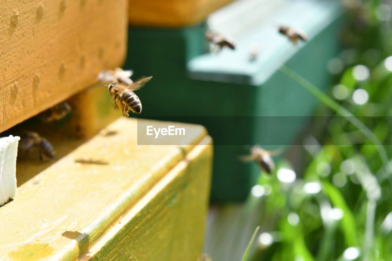 CLOSE-UP OF BEE FLYING IN THE BACKGROUND