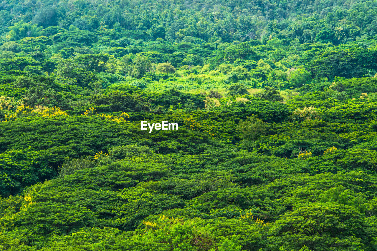 HIGH ANGLE VIEW OF TREES AND PLANTS IN FOREST