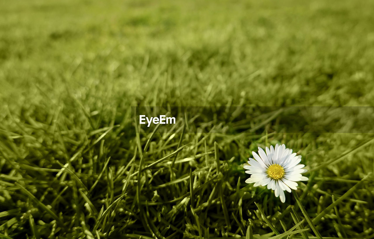 Close-up of white daisy on field