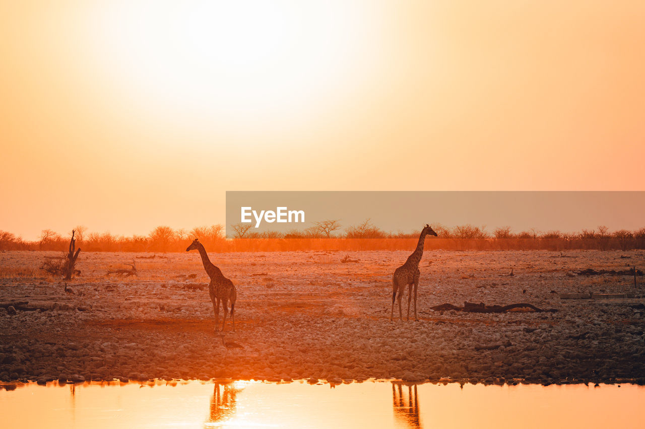 View of giraffes on lake during sunset
