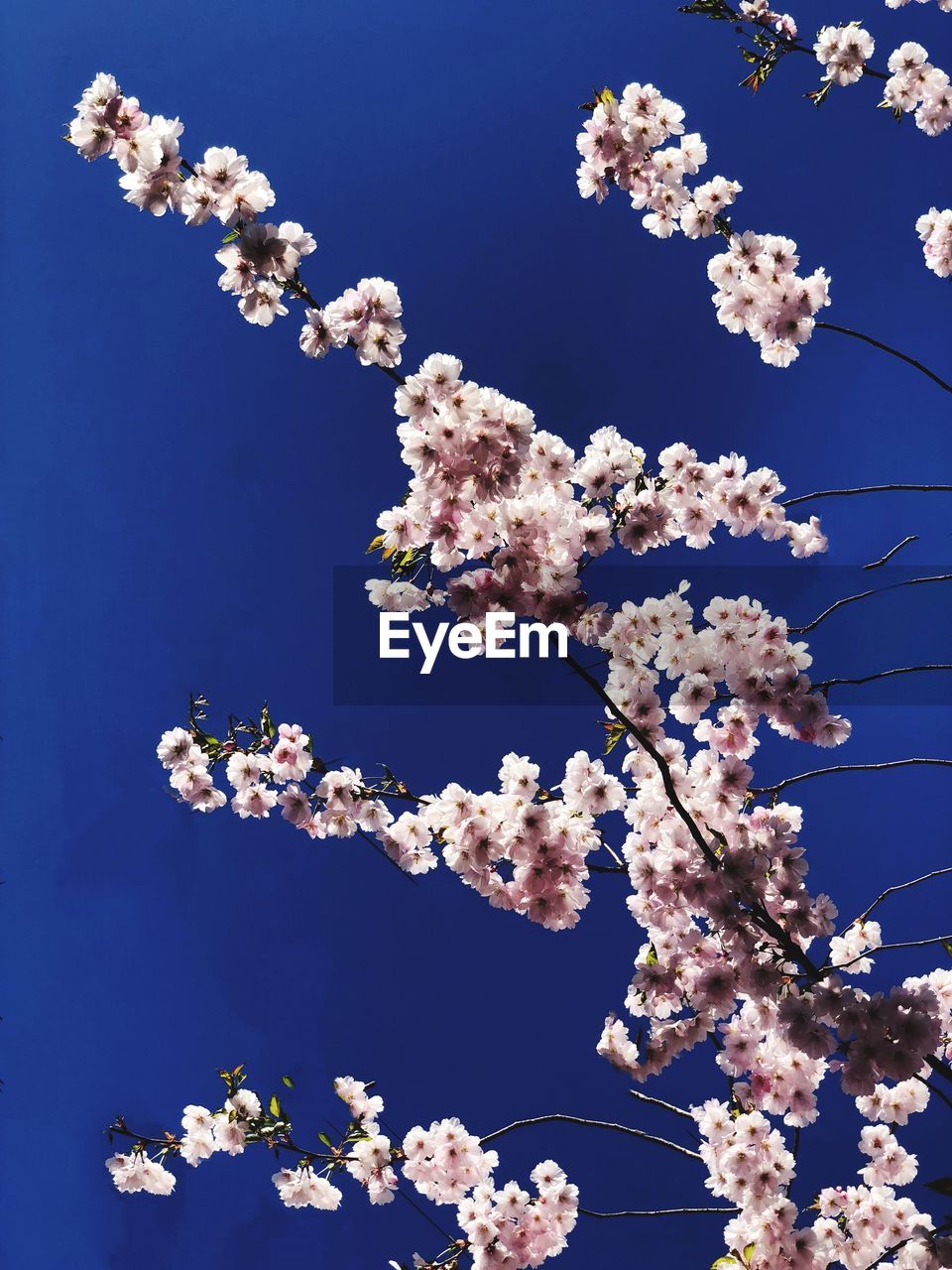 LOW ANGLE VIEW OF CHERRY BLOSSOM AGAINST SKY