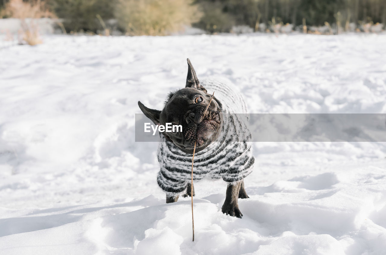 View of french bulldog dog on snow covered land