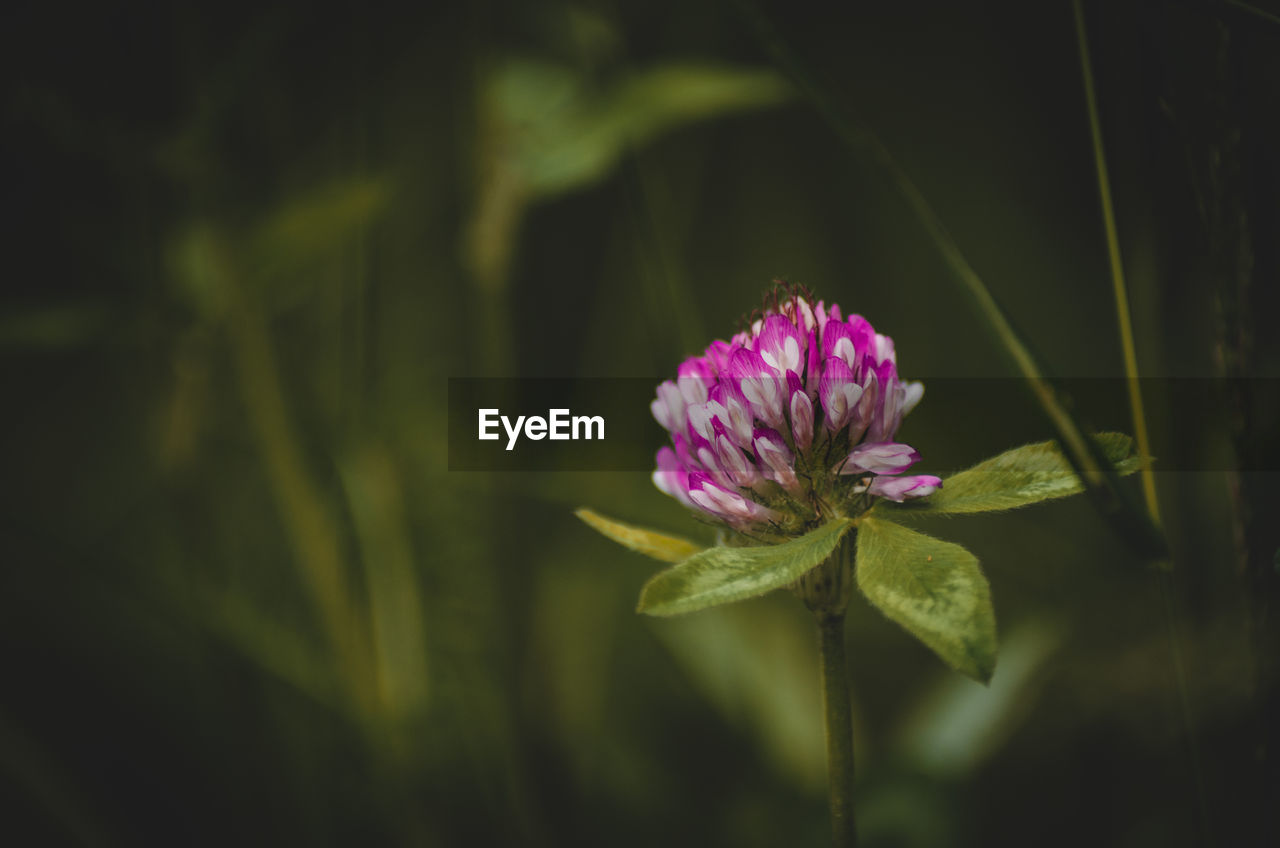 flower, flowering plant, plant, freshness, nature, beauty in nature, green, fragility, macro photography, close-up, flower head, petal, growth, inflorescence, pink, plant stem, blossom, yellow, no people, purple, leaf, focus on foreground, plant part, sunlight, outdoors, wildflower, pollen, water, botany, springtime