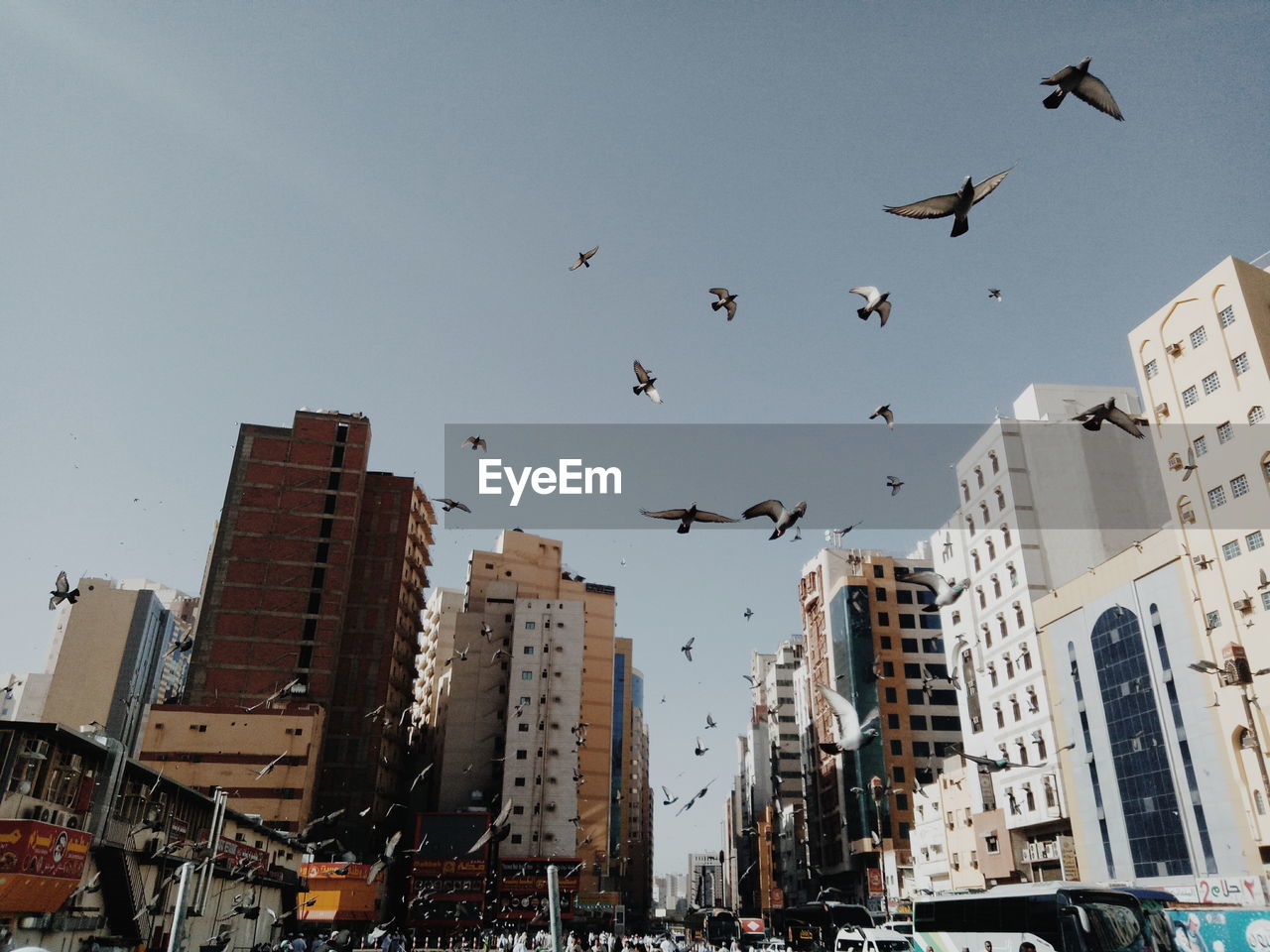 LOW ANGLE VIEW OF BIRDS FLYING IN CITY