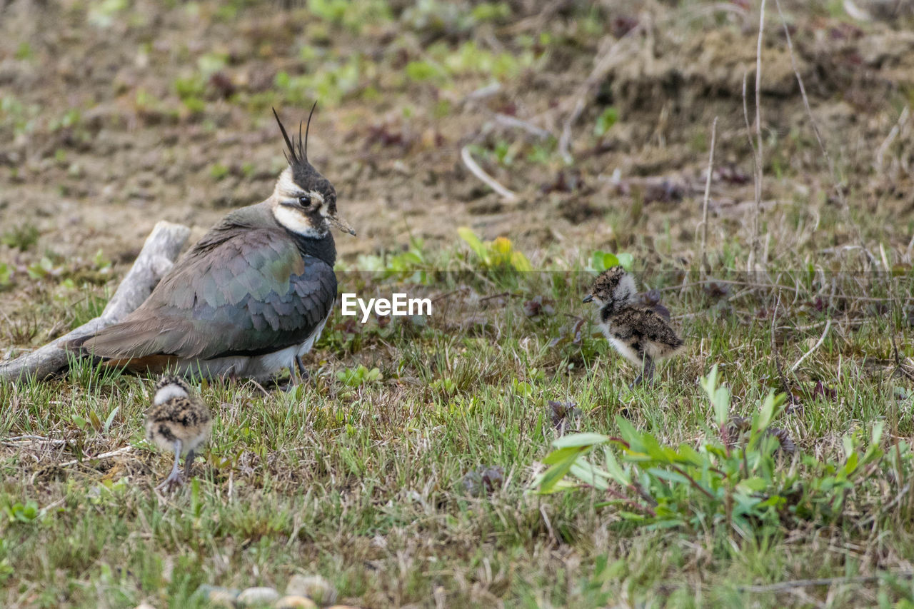 BIRDS ON FIELD