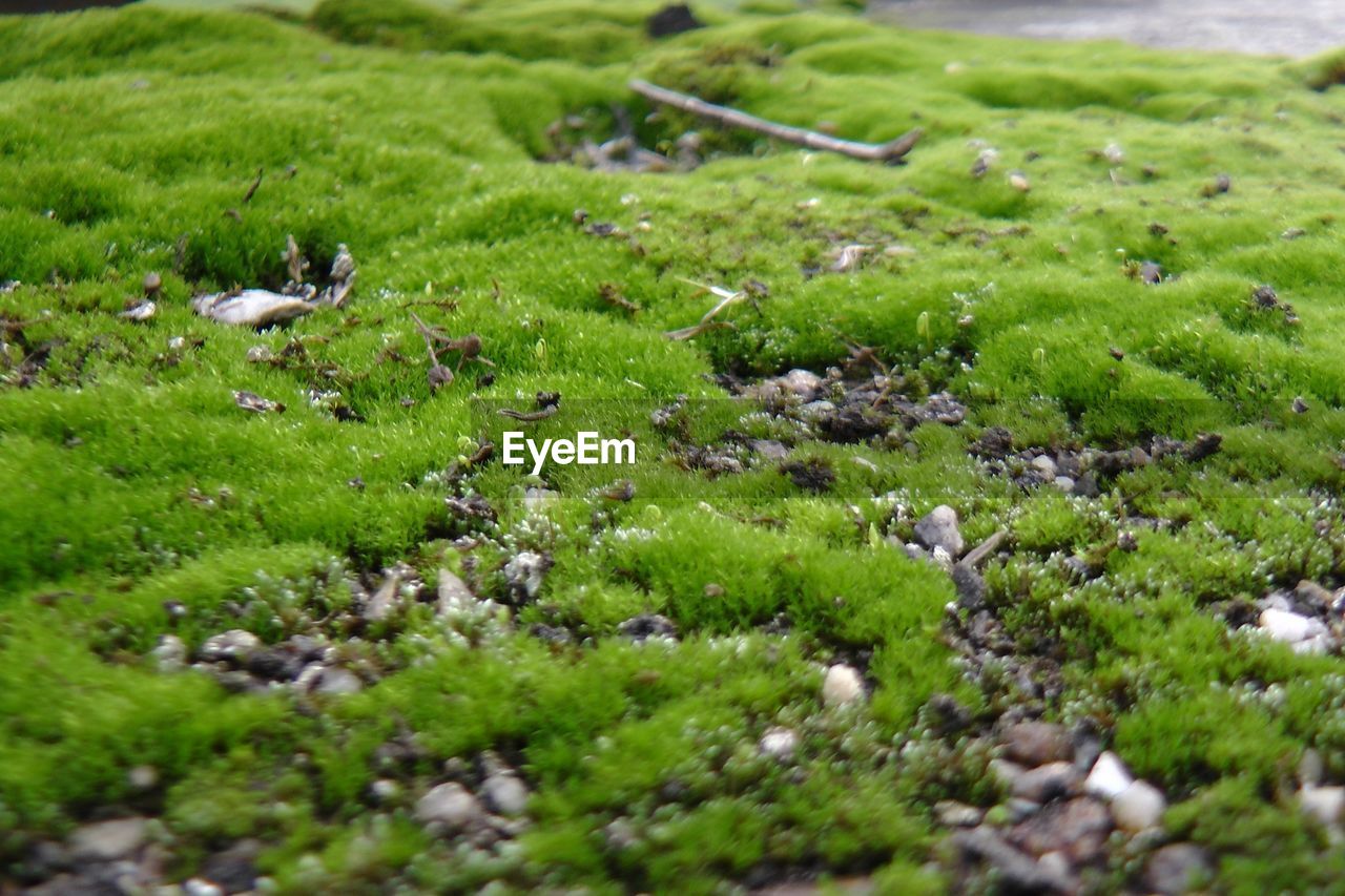 Tilt-shift image of bird on field