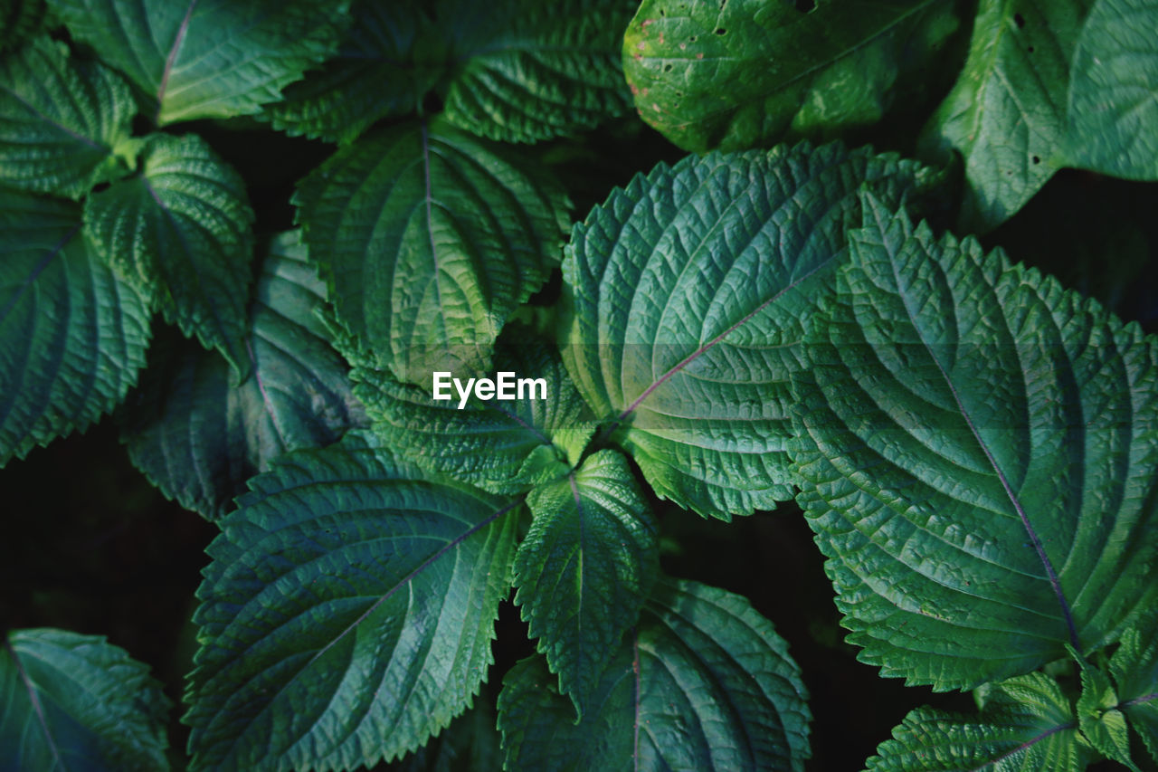 Full frame shot of leaves