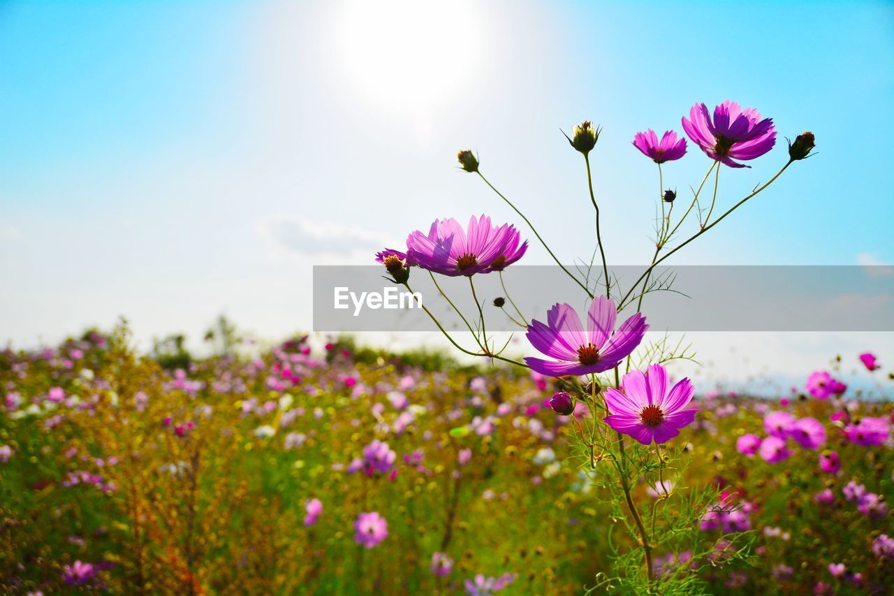 Close-up of cosmos flowers growing on field against sky during sunny day