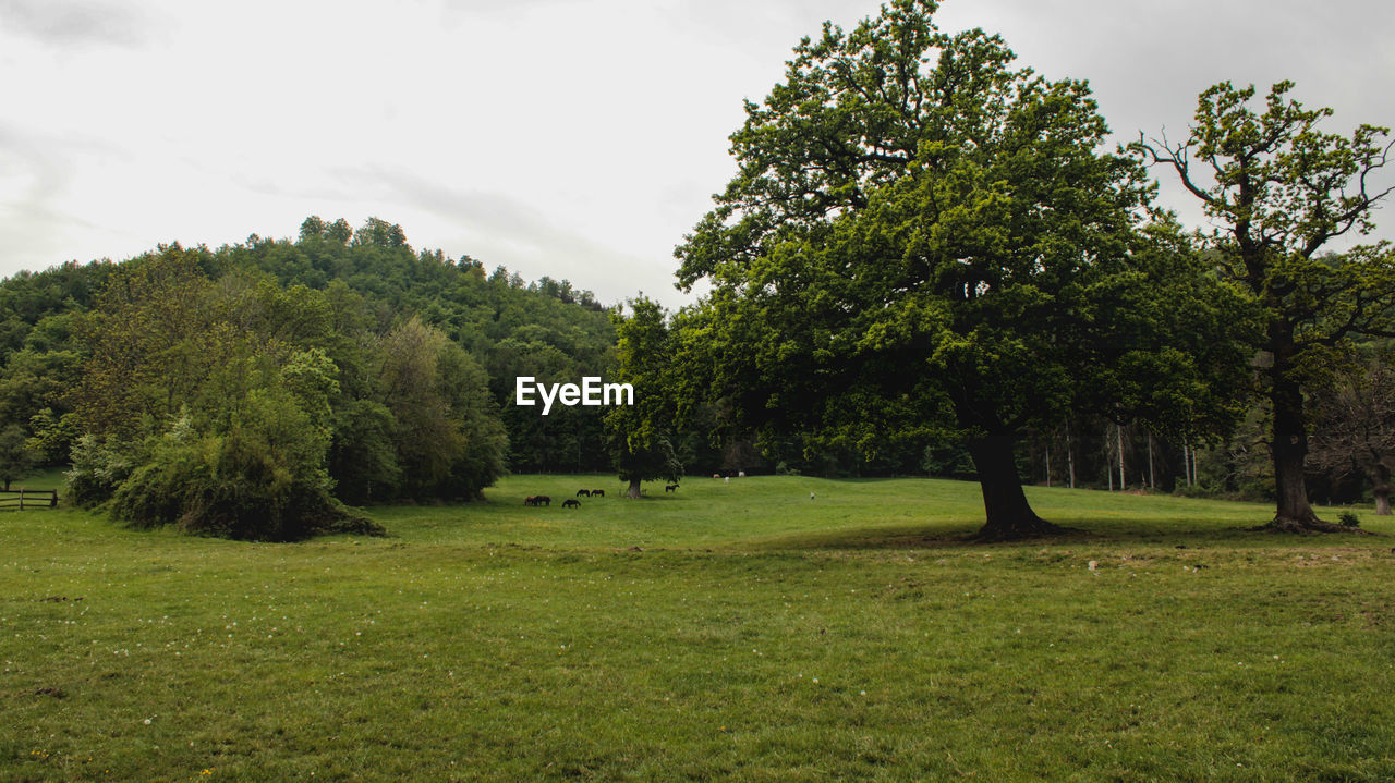 SCENIC VIEW OF TREES GROWING ON FIELD AGAINST SKY