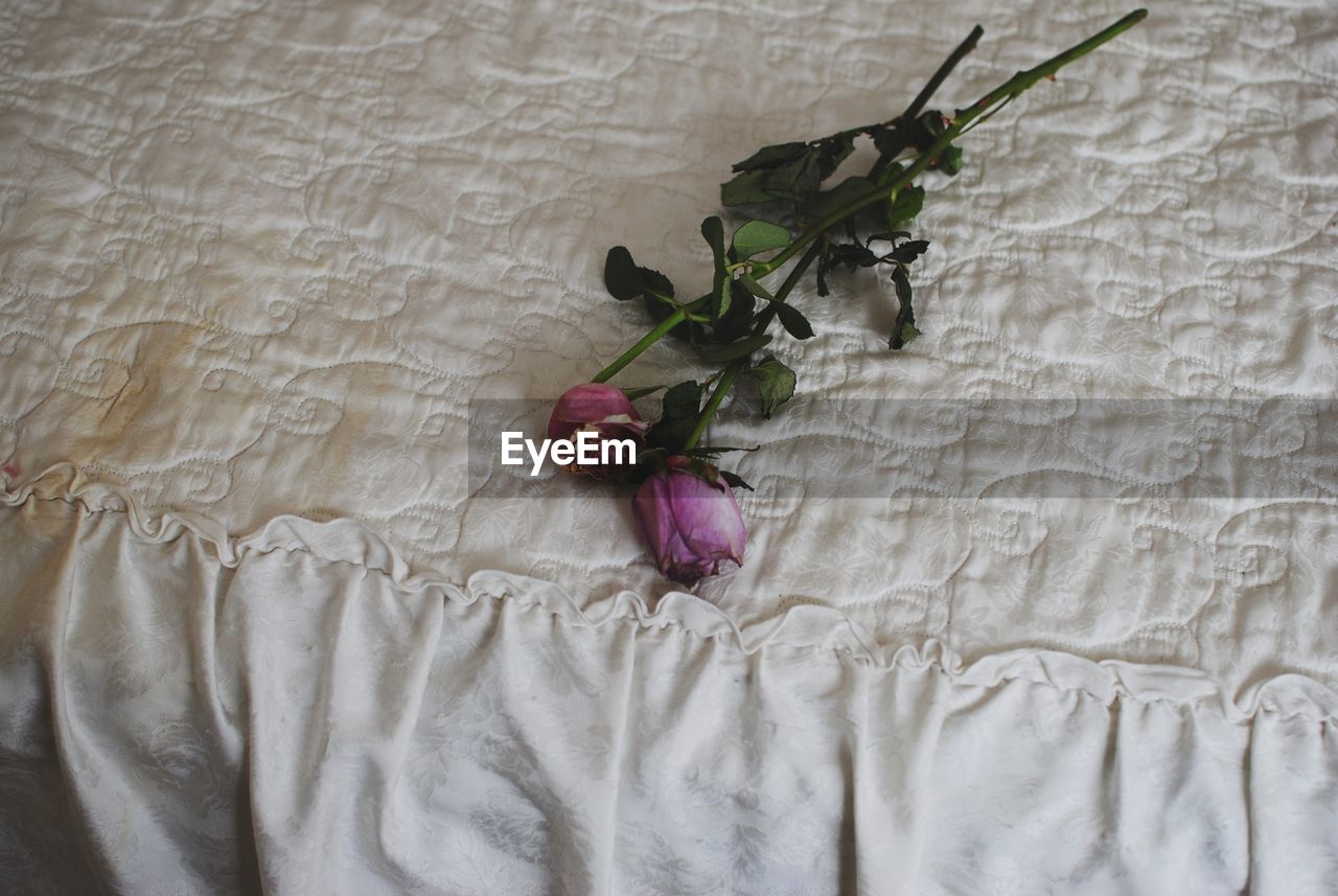 High angle view of roses on bed