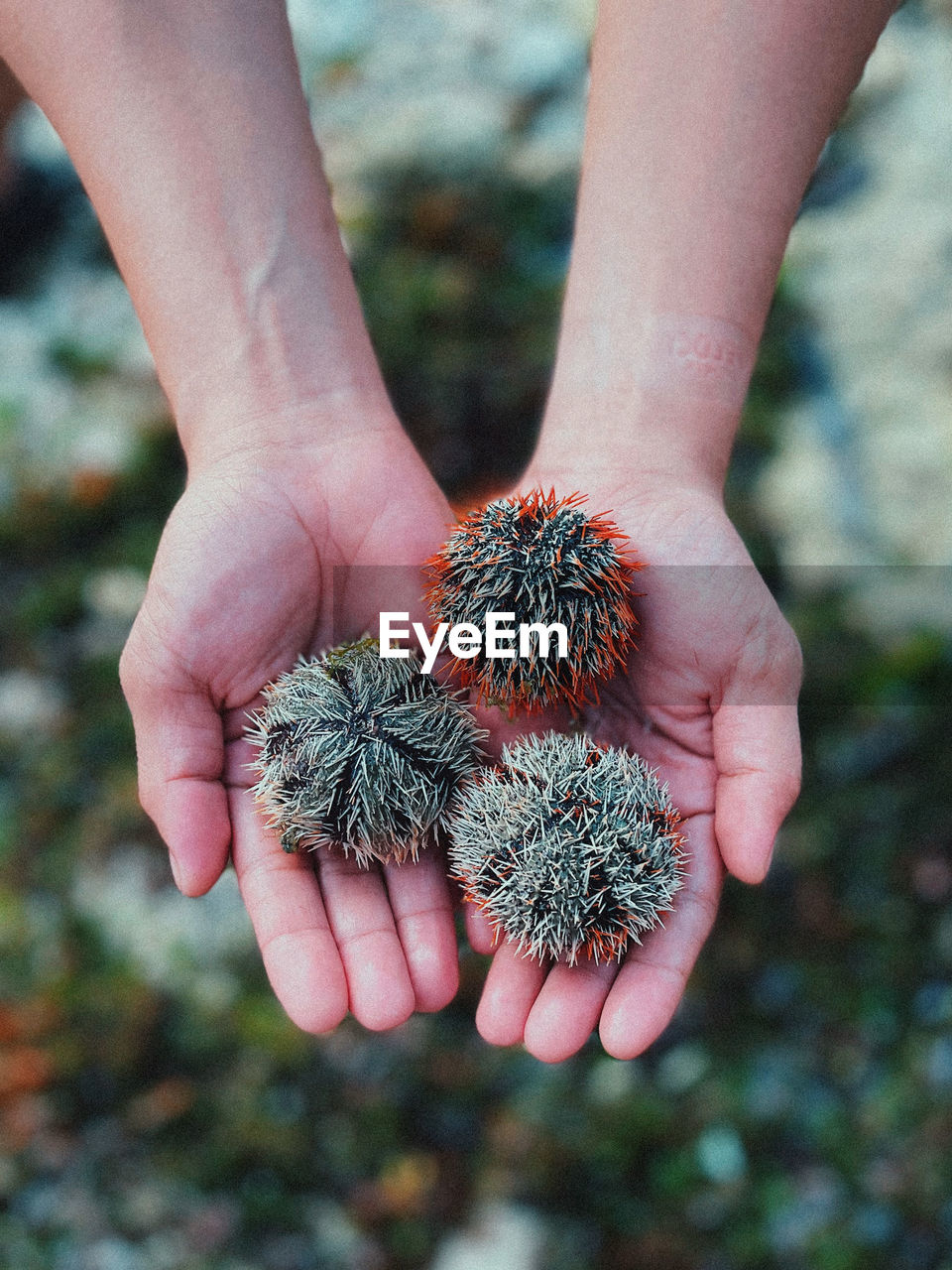 Sea urchin