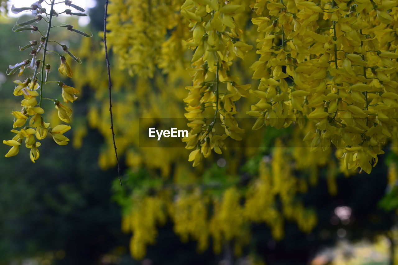 YELLOW FLOWERS GROWING ON TREE TRUNK