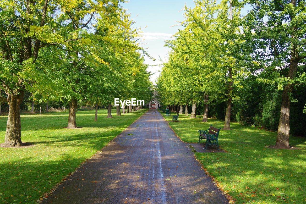 Narrow pathway along trees in park