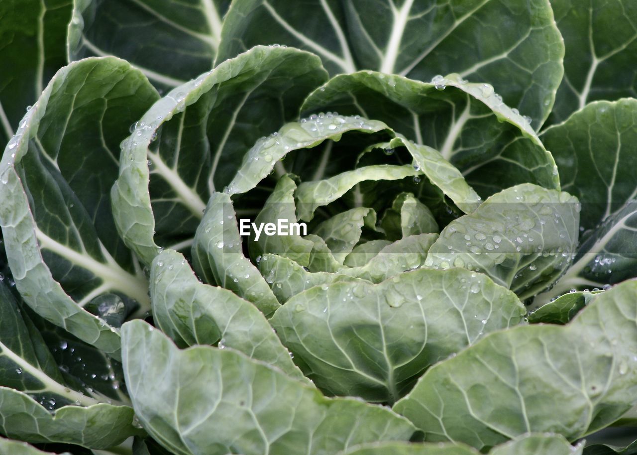 Full frame shot of fresh cabbage