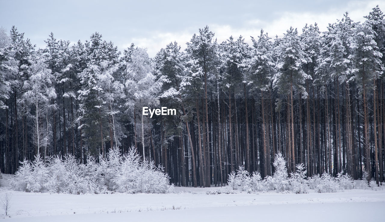 Trees in forest during winter