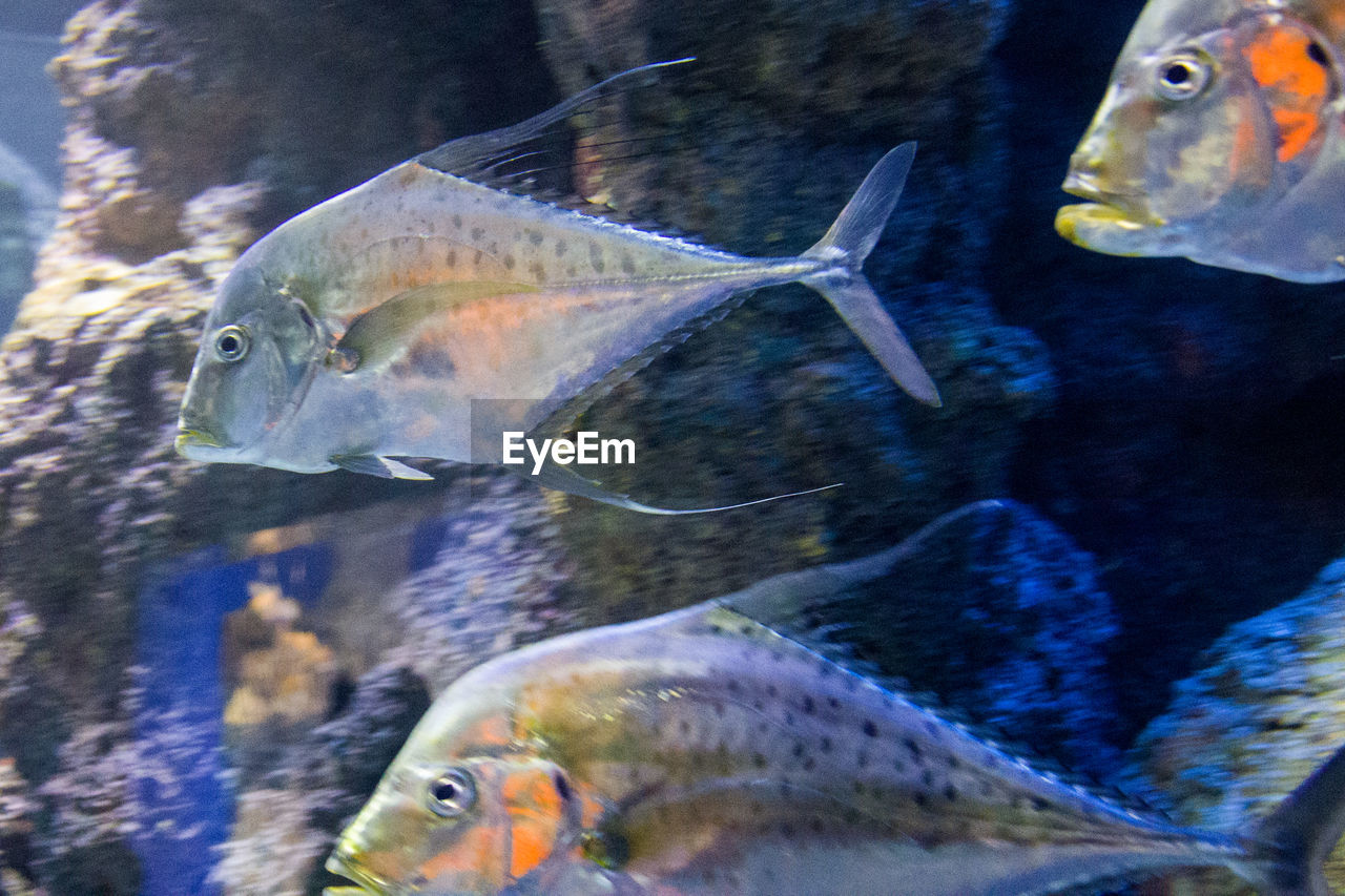 CLOSE-UP OF FISH SWIMMING IN SEA