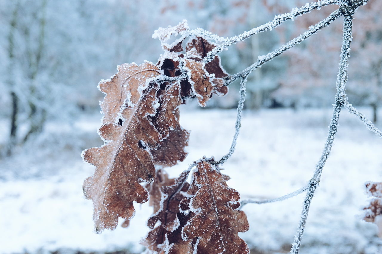 Close-up of frozen plant during winter