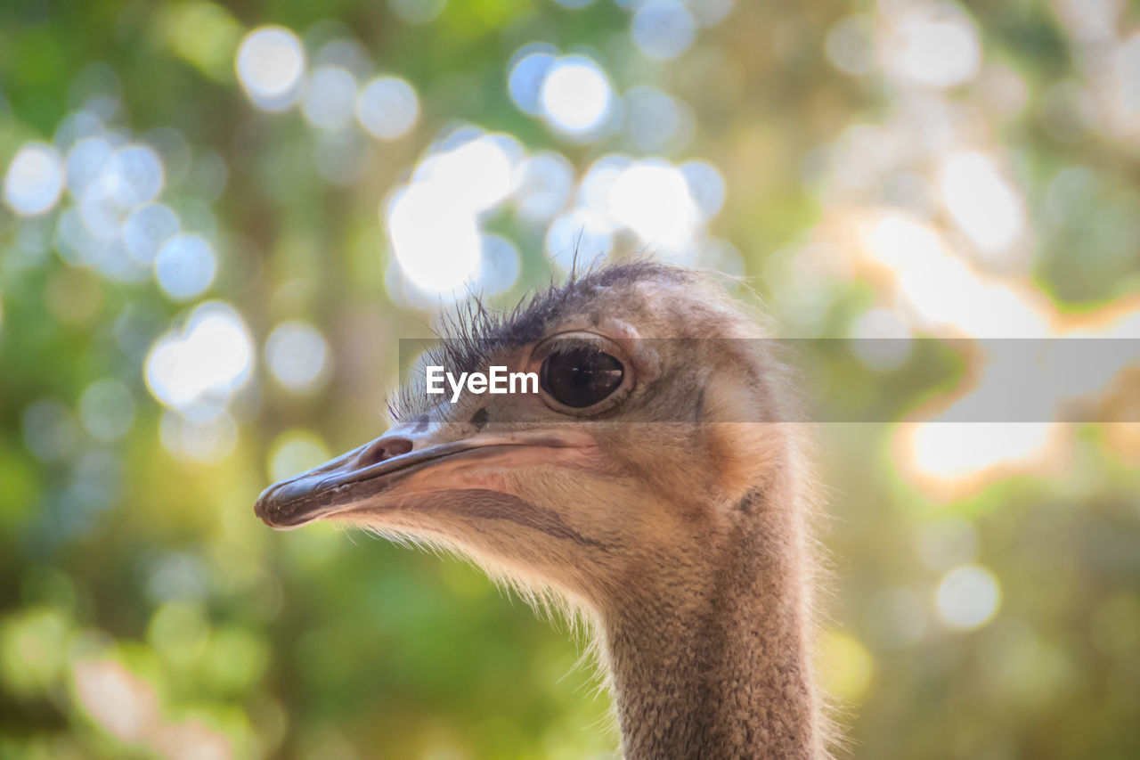 CLOSE-UP OF OSTRICH