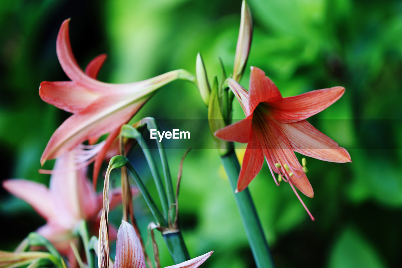 Close up of orange amaryllis flower blooming in the garden