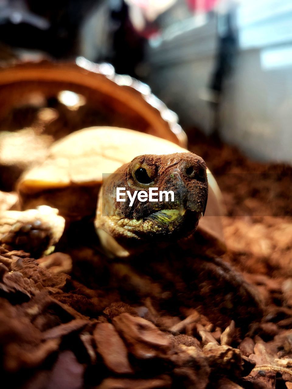 Close up of russian tortoise 