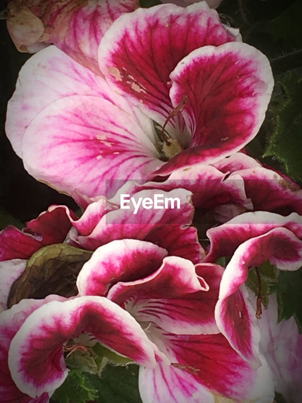 CLOSE-UP OF PINK FLOWERS BLOOMING