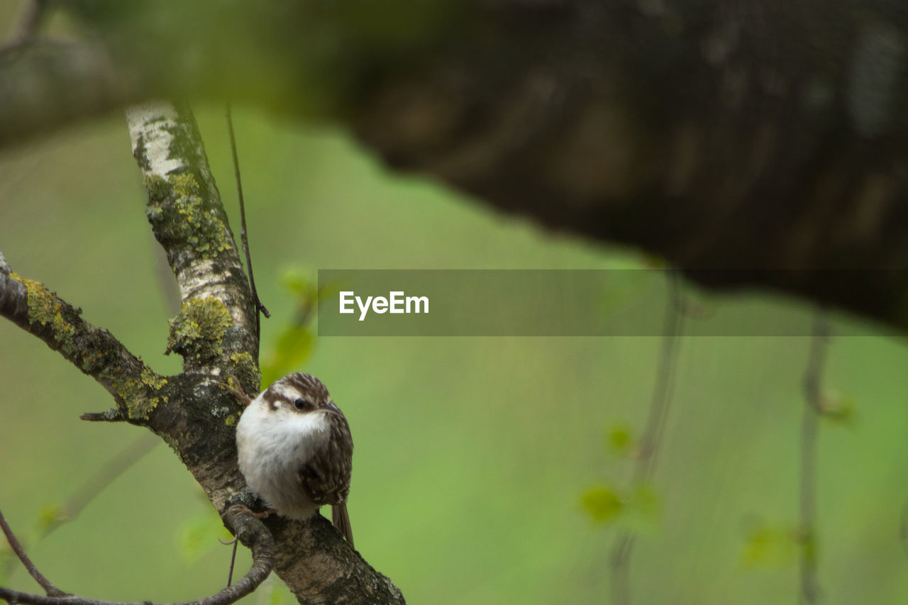 animal themes, animal, animal wildlife, wildlife, bird, one animal, tree, branch, plant, perching, nature, no people, green, focus on foreground, beak, close-up, outdoors, day, beauty in nature, flower, selective focus