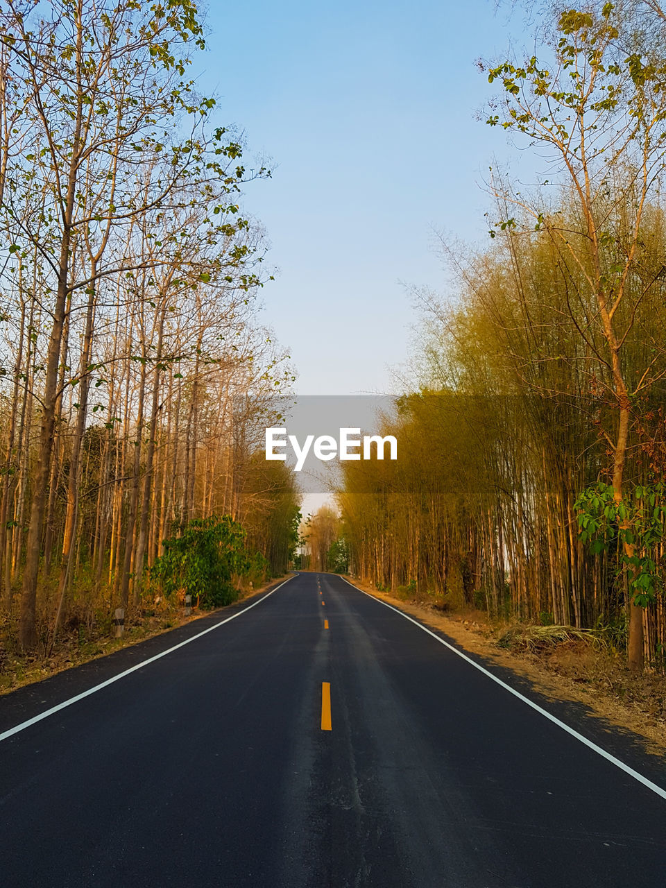 Empty road along trees and plants