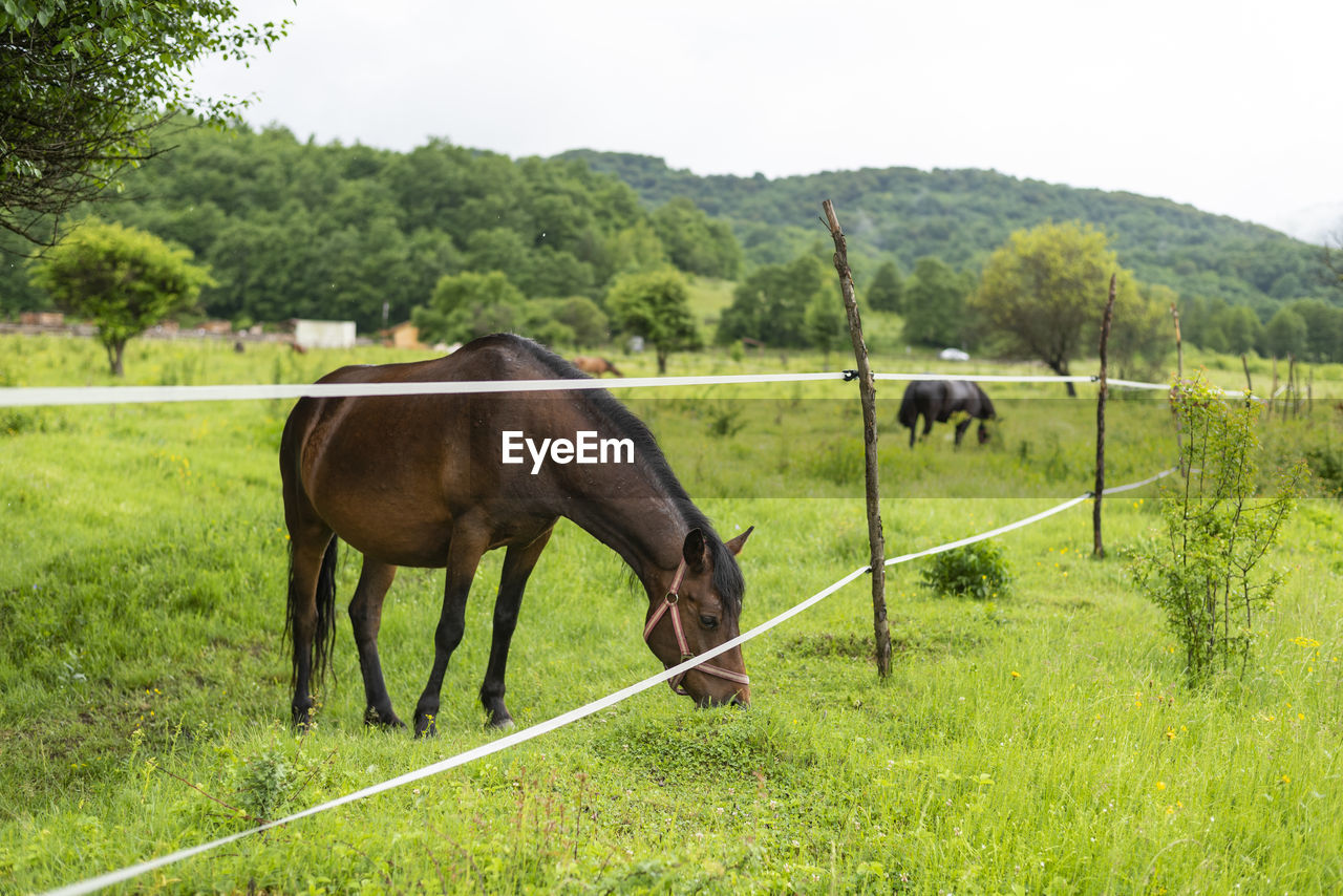 pasture, mammal, animal themes, animal, domestic animals, plant, livestock, grass, pet, animal wildlife, field, grazing, horse, nature, meadow, land, green, landscape, fence, agriculture, tree, mare, no people, environment, farm, one animal, rural area, rural scene, day, plain, ranch, sky, grassland, outdoors, herbivorous, beauty in nature, growth, working animal, paddock, cattle, standing, side view