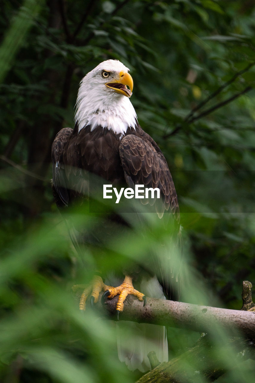 Eagle perched in tree