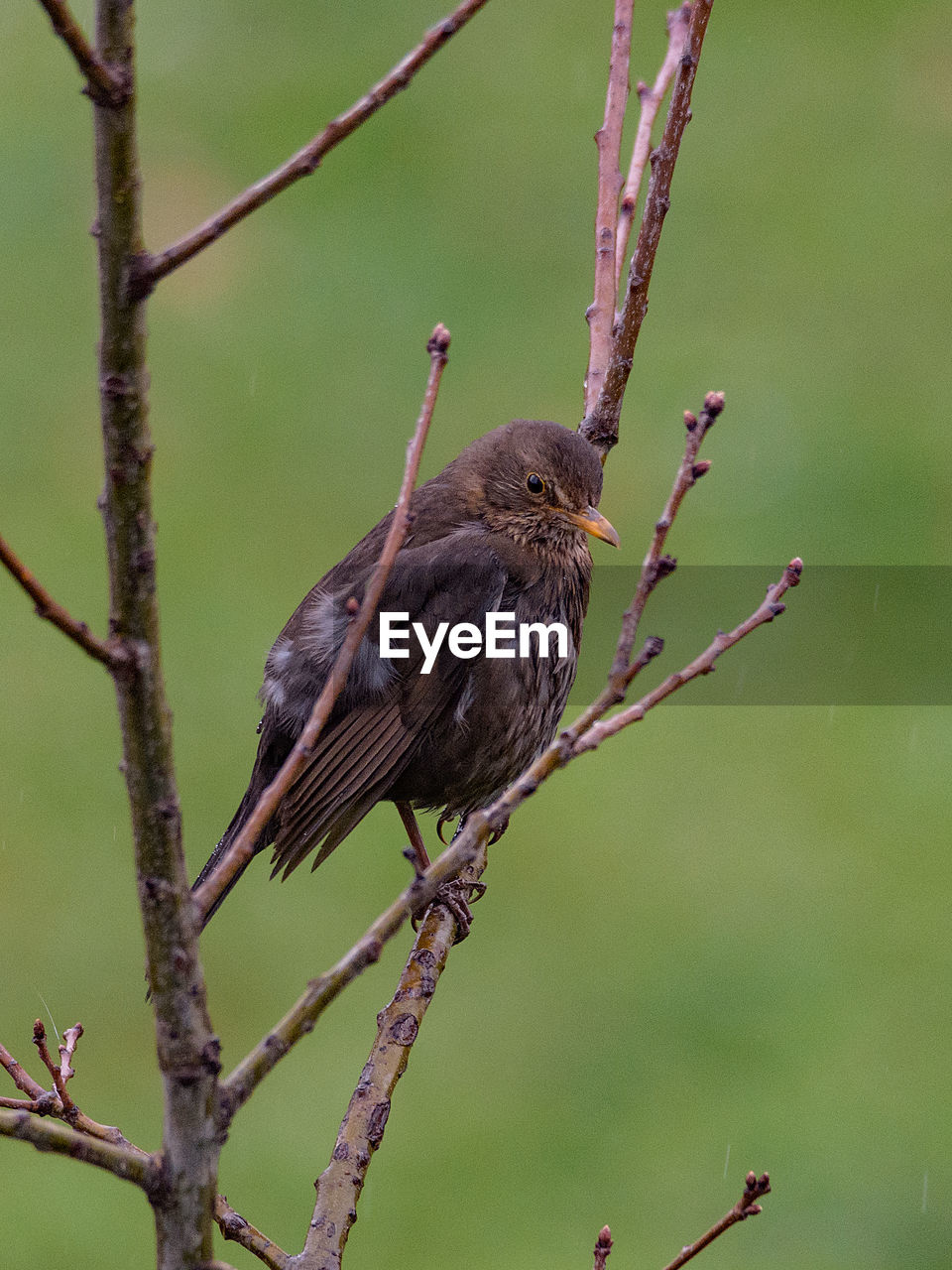 Close-up of bird perching on branch, female blackbird