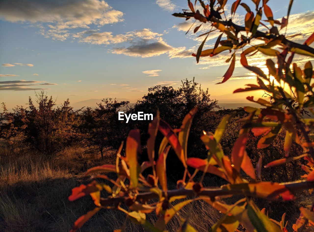 CLOSE-UP OF ORANGE PLANT ON FIELD AGAINST SKY