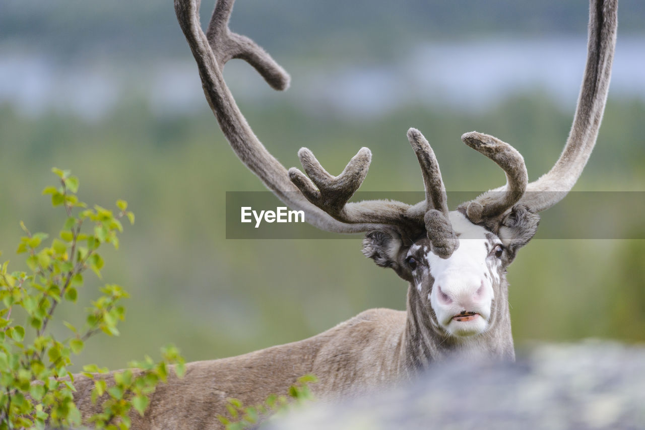 Close up of a young reindeer with a white patch on his face