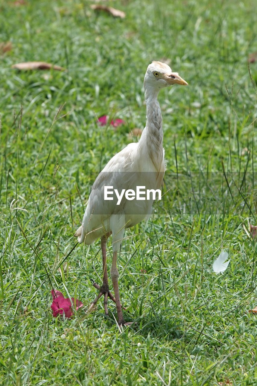 animal themes, animal, bird, animal wildlife, wildlife, one animal, grass, plant, beak, nature, green, no people, ibis, day, white stork, land, outdoors, full length, field, ciconiiformes, side view, beauty in nature, focus on foreground