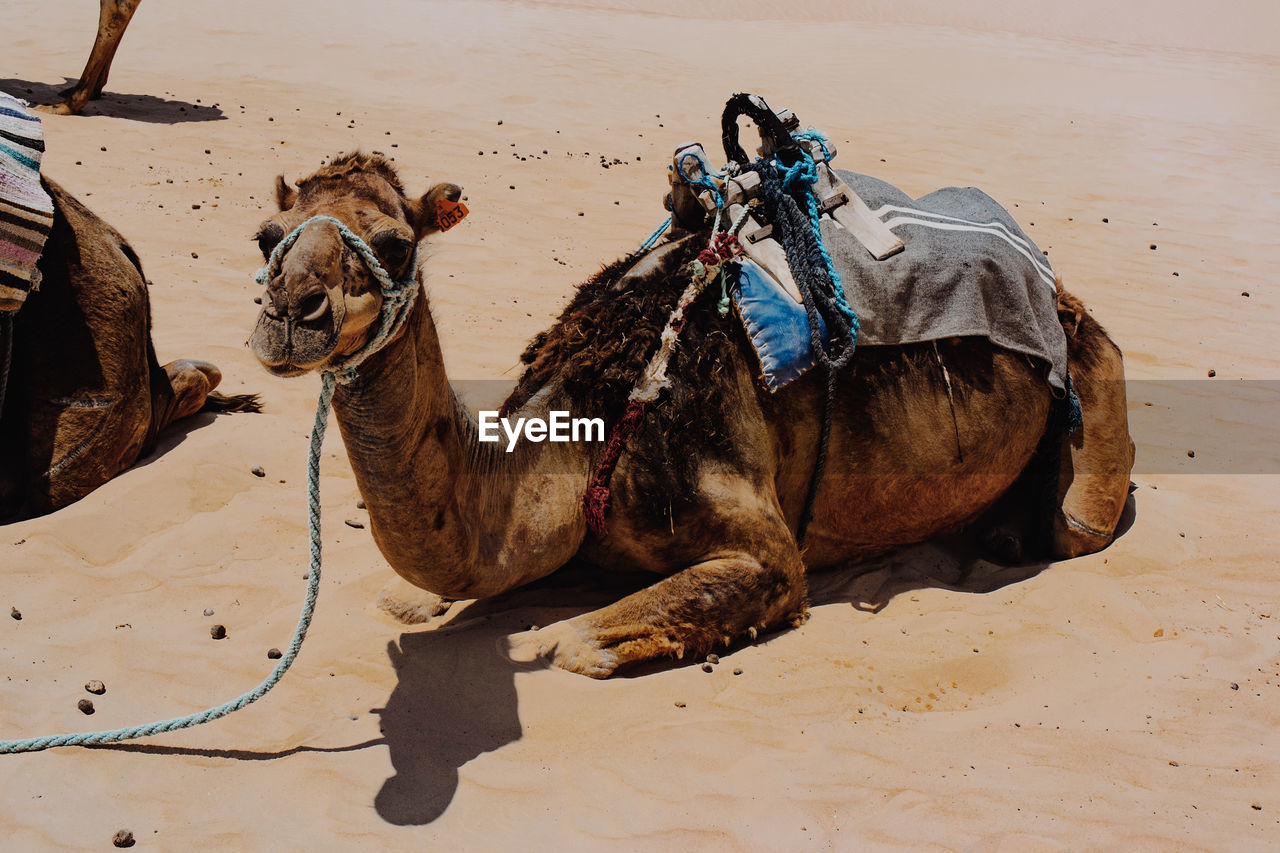 camel, animal themes, animal, arabian camel, mammal, domestic animals, sand, land, desert, pet, one animal, nature, working animal, saddle, relaxation, landscape, animal wildlife, outdoors, sitting, travel destinations, sand dune, day, resting, sunlight, climate