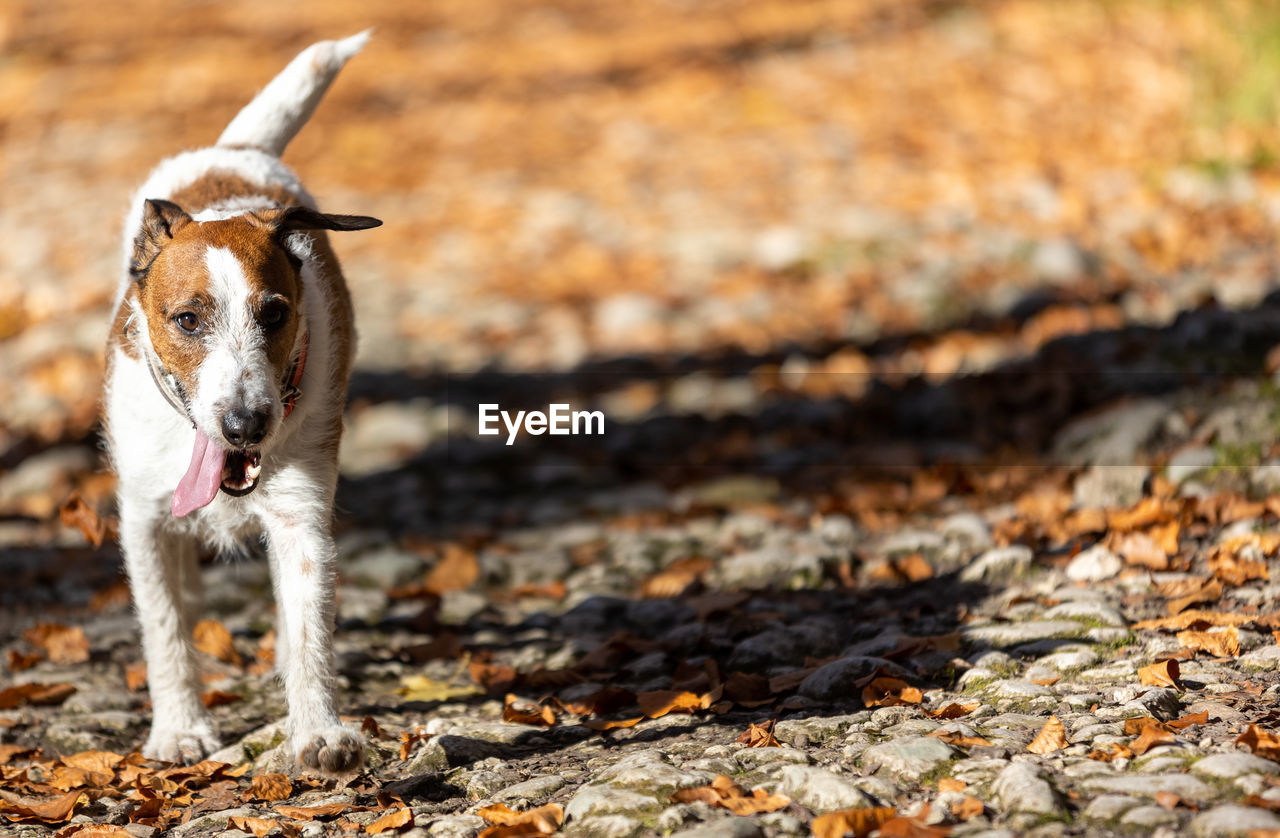 one animal, animal themes, animal, mammal, pet, domestic animals, canine, dog, no people, nature, day, wildlife, sunlight, autumn, sticking out tongue, facial expression, outdoors, portrait, close-up, running, focus on foreground, standing