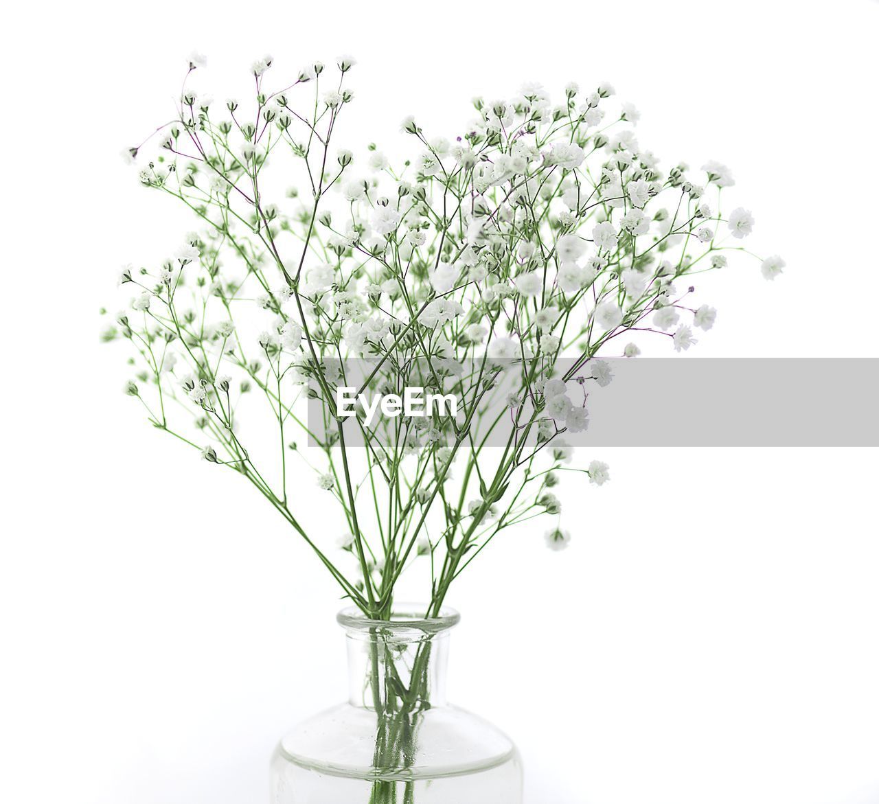 CLOSE-UP OF WHITE FLOWERING PLANT IN VASE AGAINST WALL