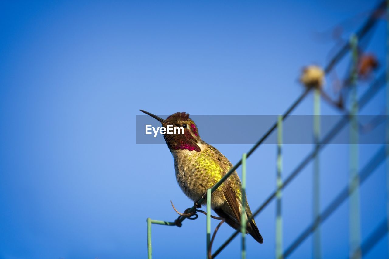 LOW ANGLE VIEW OF A BIRD PERCHING ON A POLE