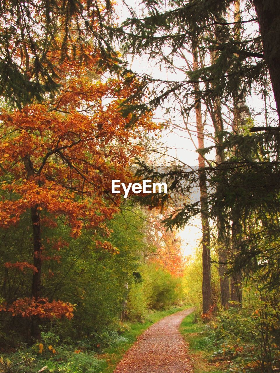 DIRT ROAD AMIDST TREES IN FOREST