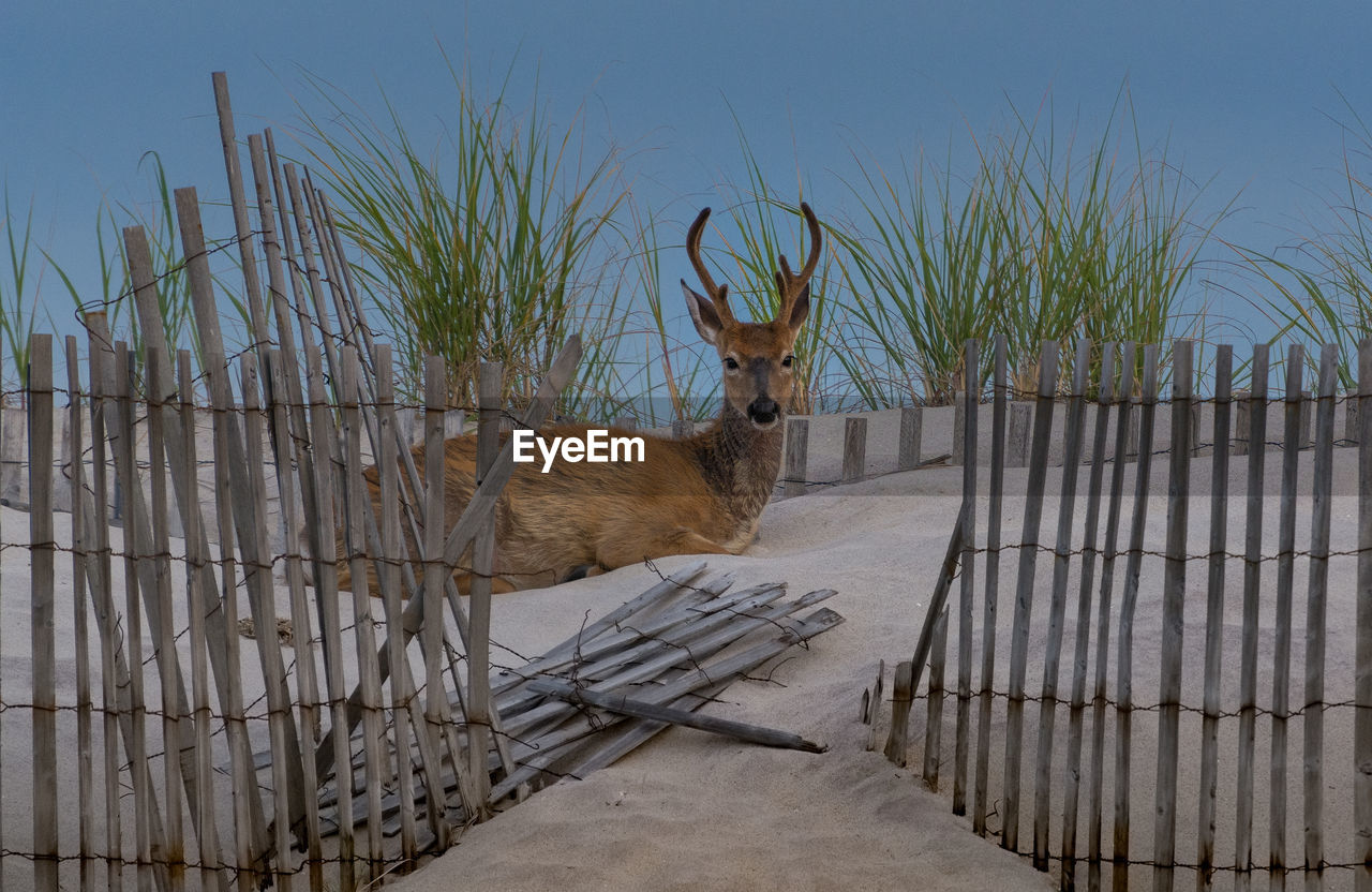 Deer sitting on sand