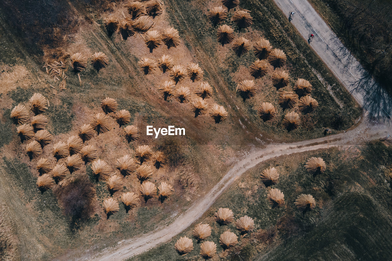 Reed piles aerial view 