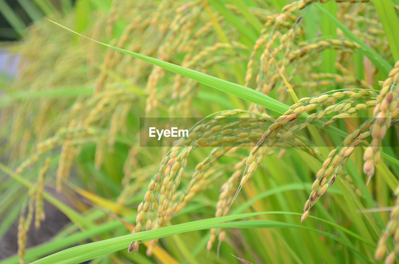 CLOSE-UP OF WHEAT PLANT