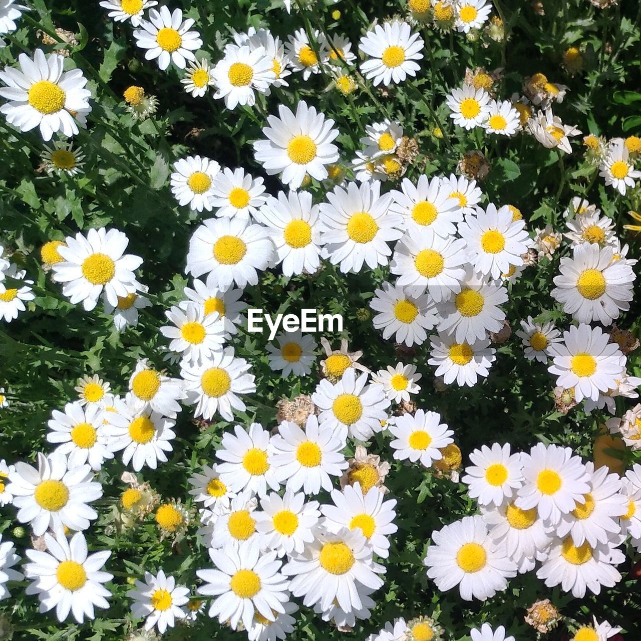 CLOSE-UP OF DAISY FLOWERS BLOOMING ON FIELD