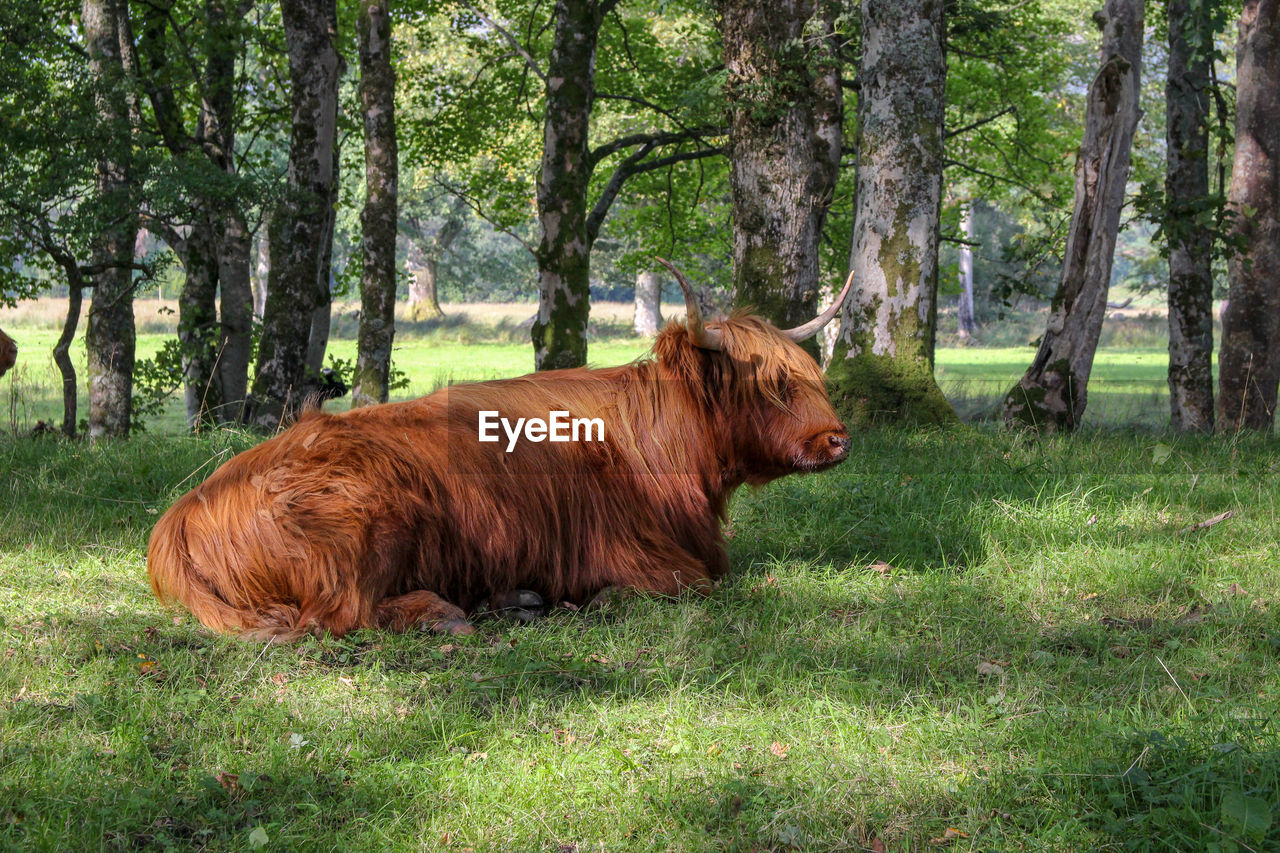 Highland cow in a field