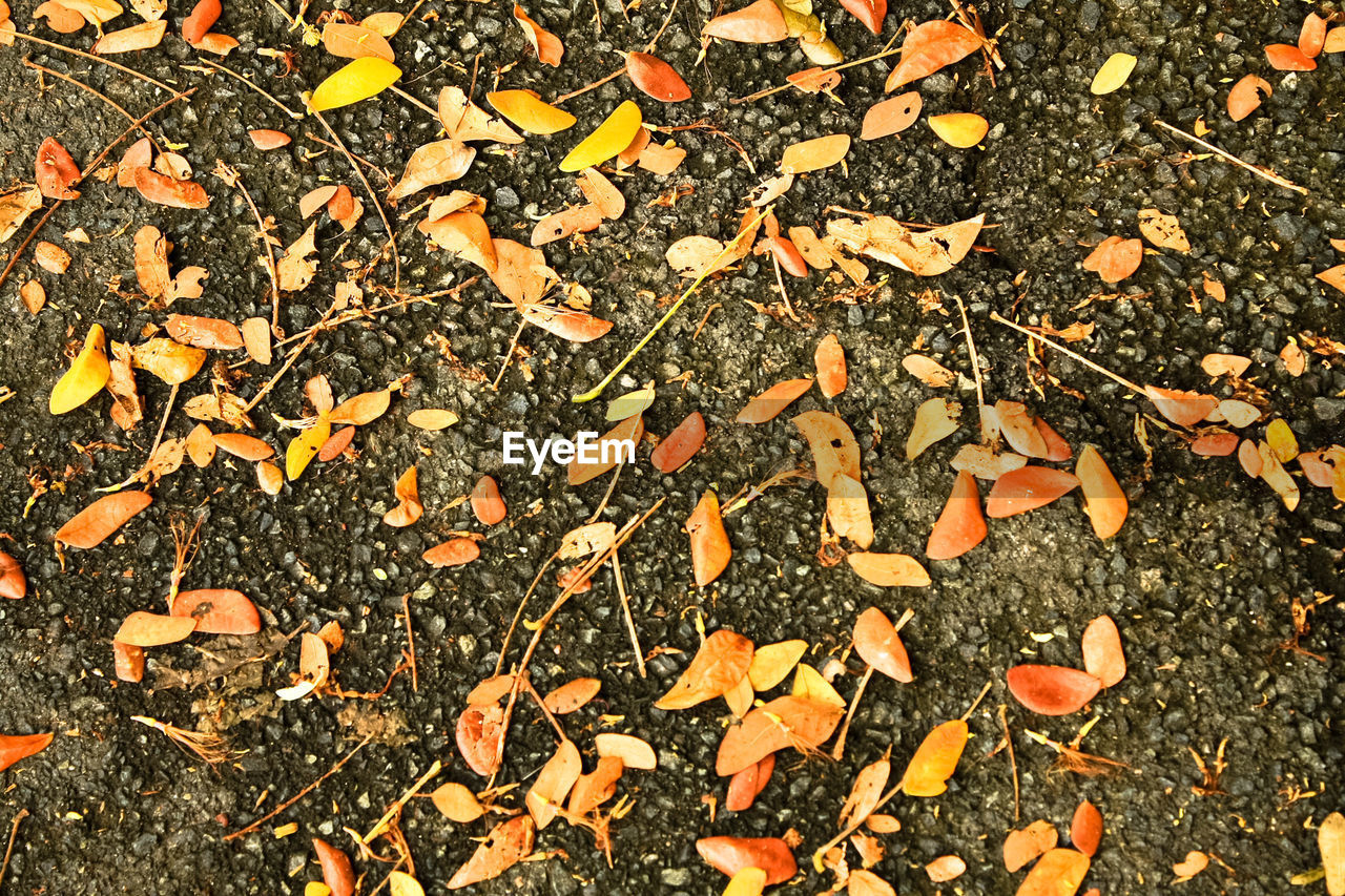 FULL FRAME OF AUTUMN LEAVES