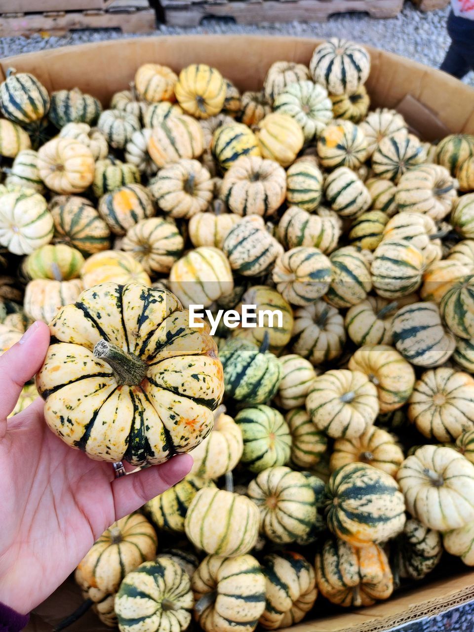 High angle view of hand holding pumpkins