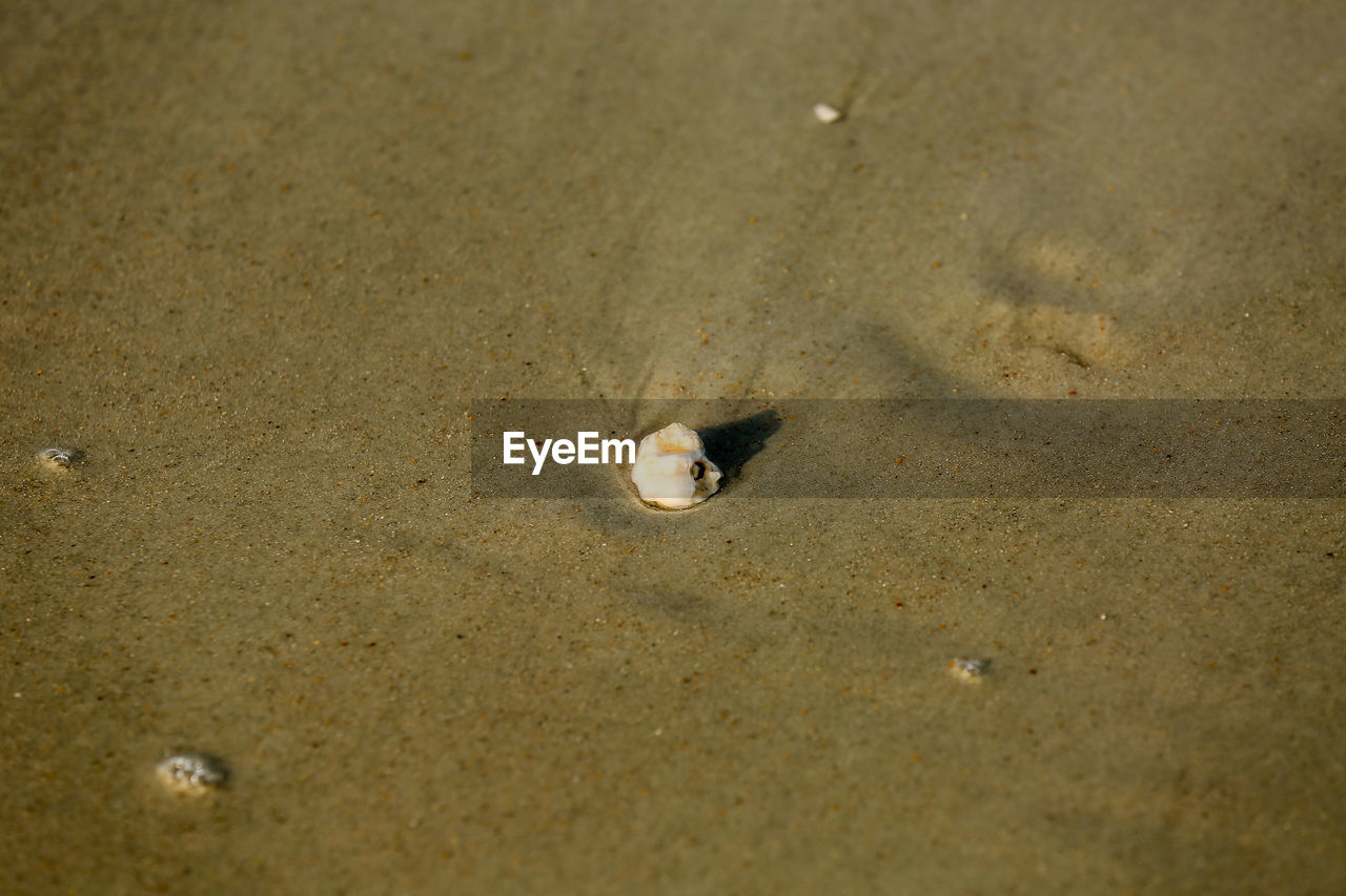 Seashell on beach